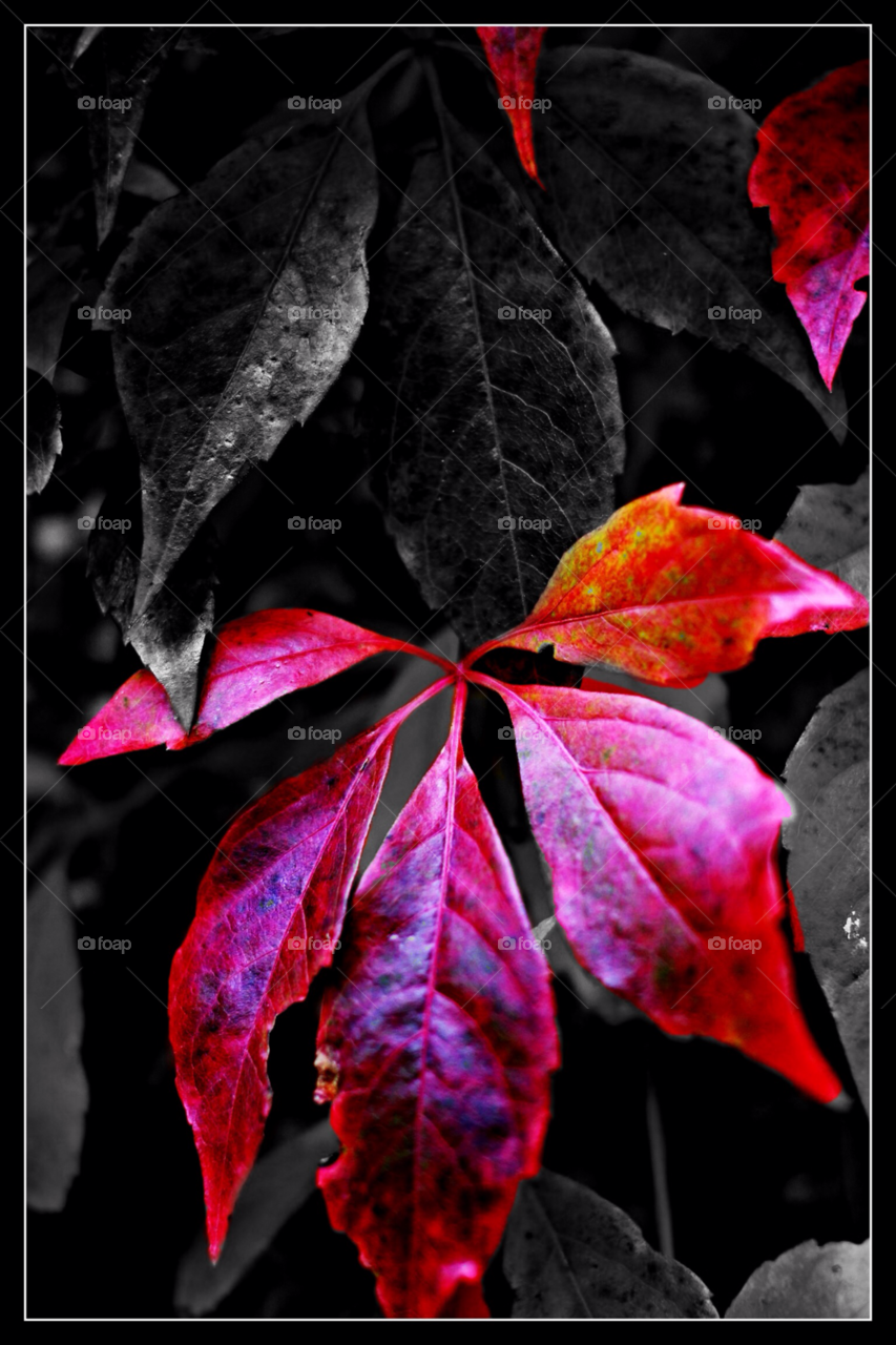 my garden staffordshire uk garden macro red by mojo26