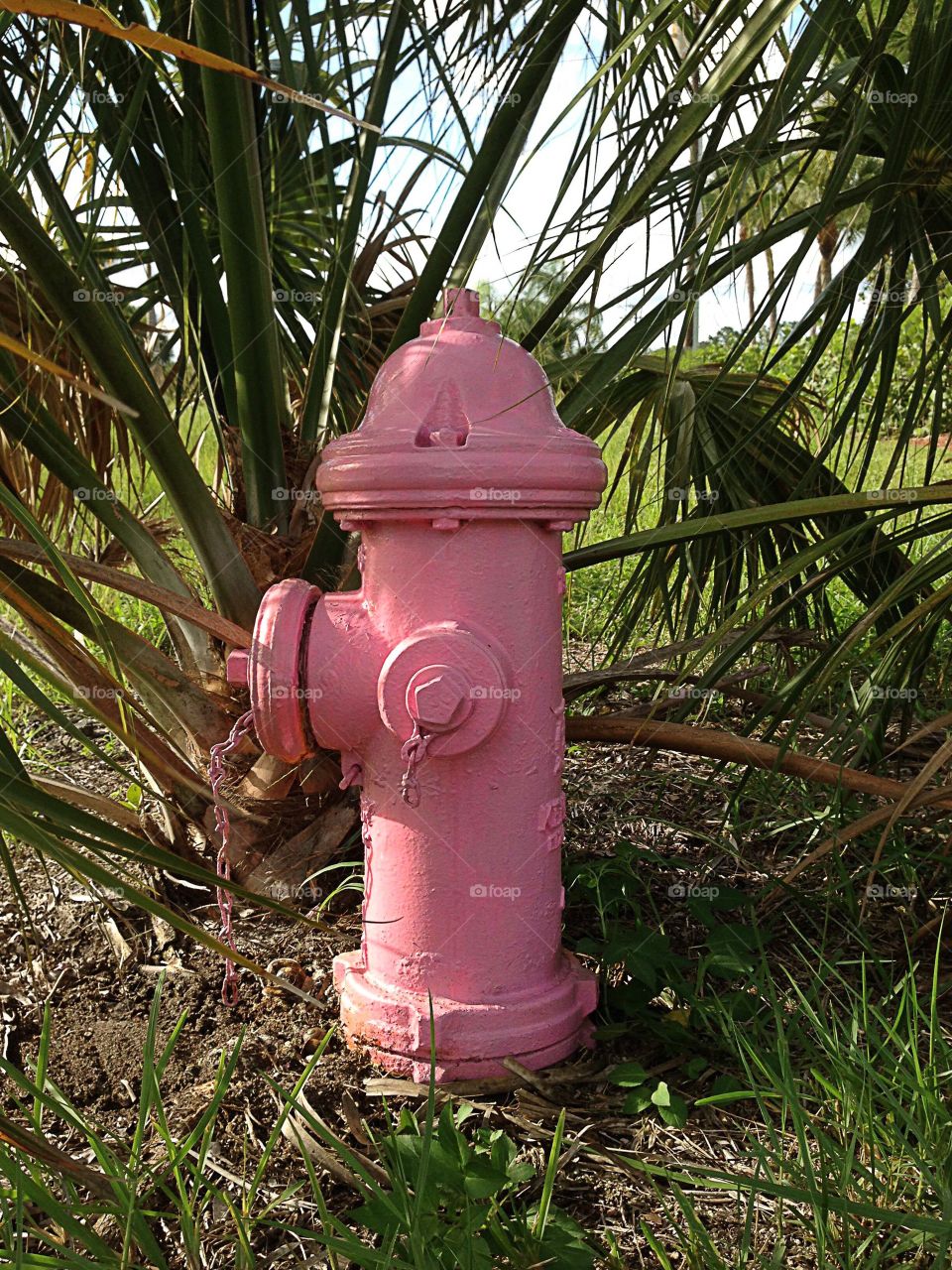 Pink fire hydrant 