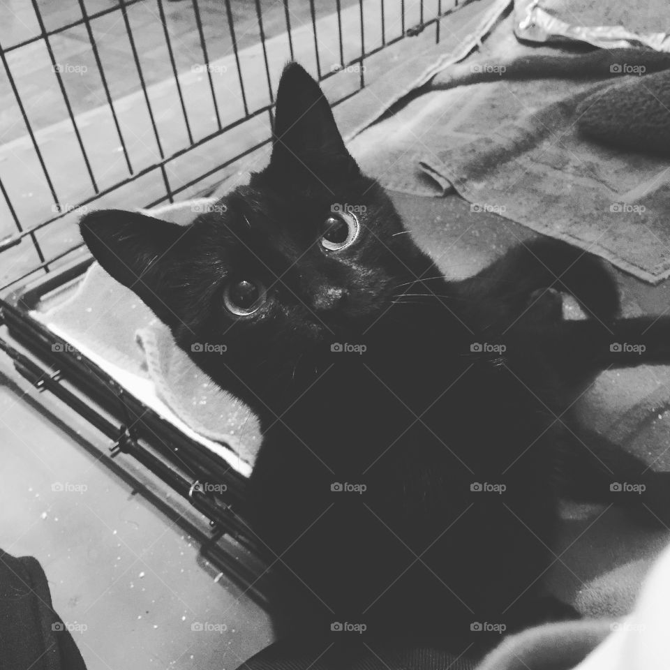 Stray black cat in recovery from pelvic injury veterinary