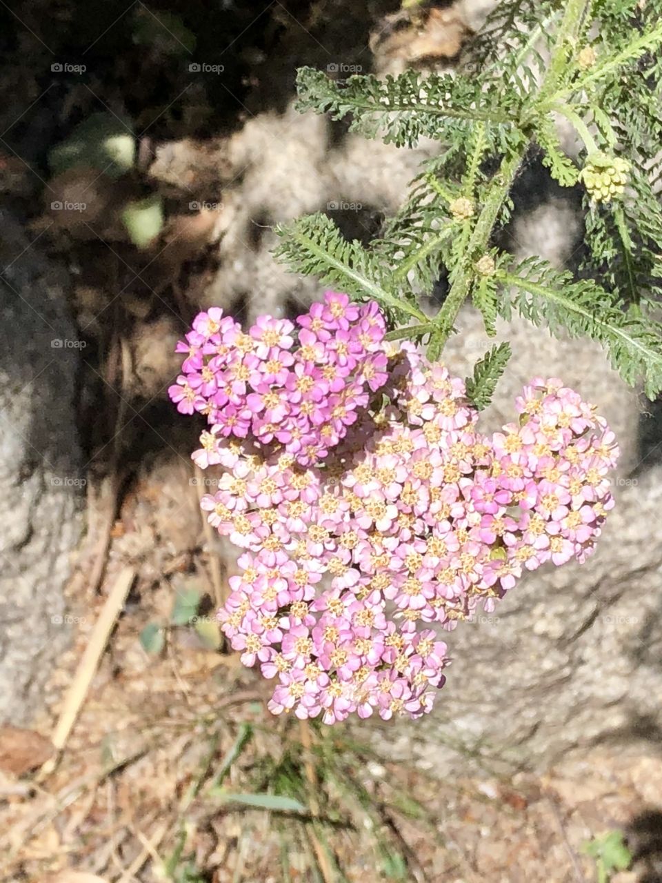 Love from a flower 