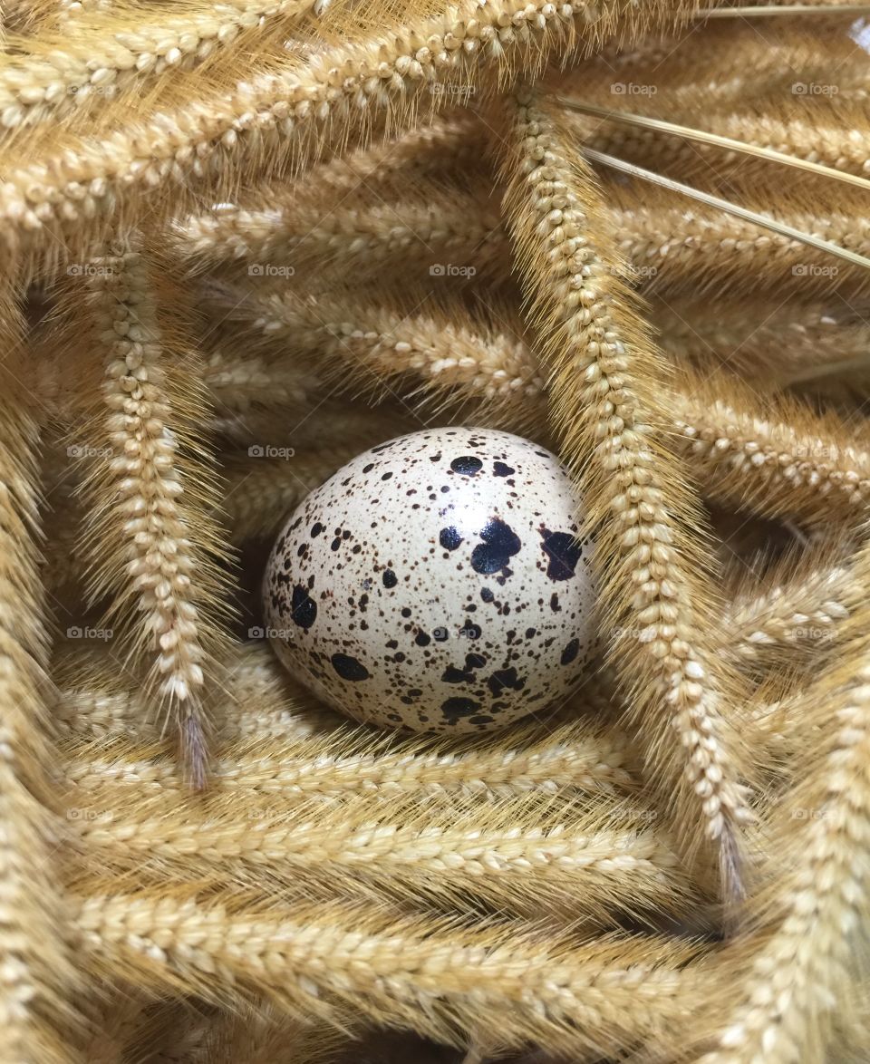 Fresh partridge egg