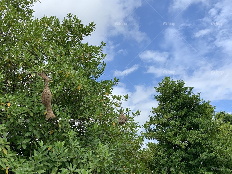 Shape of the nature, my garden (Thailand)