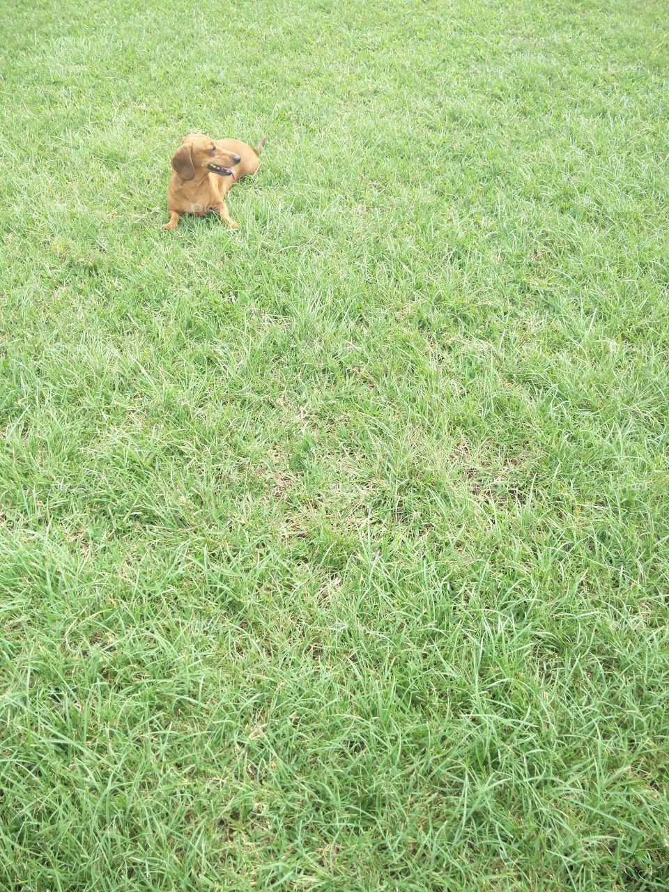 doggy on the grass one summer day