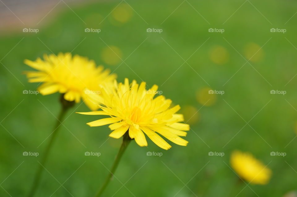 Close-up of yellow flower