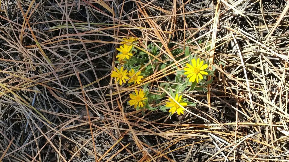 Flowers in pine needles