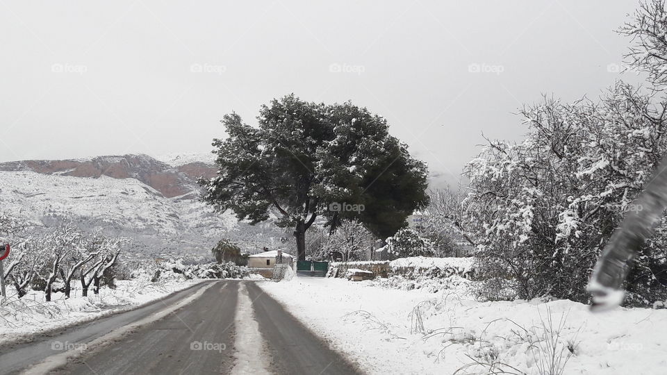 Snow, Winter, Tree, Fog, Landscape