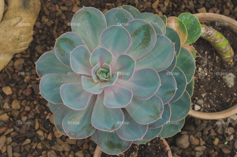 Succulent stone rose from above 