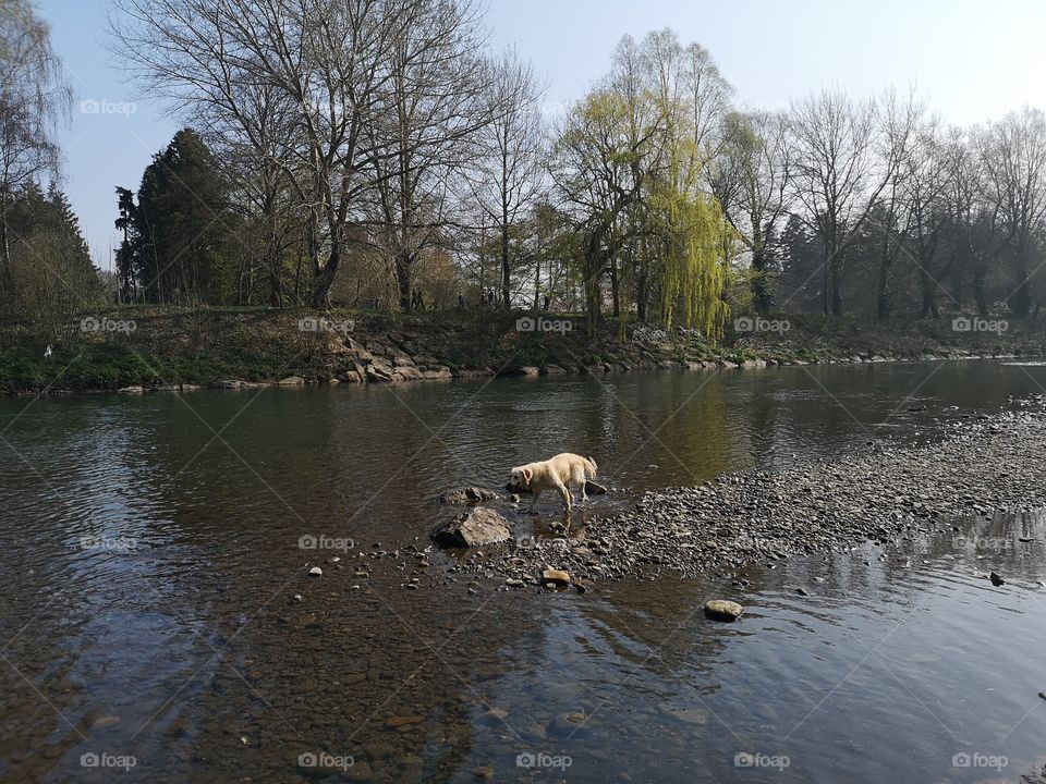 golden retriever dog jumping rocks in a river on a sunny day
