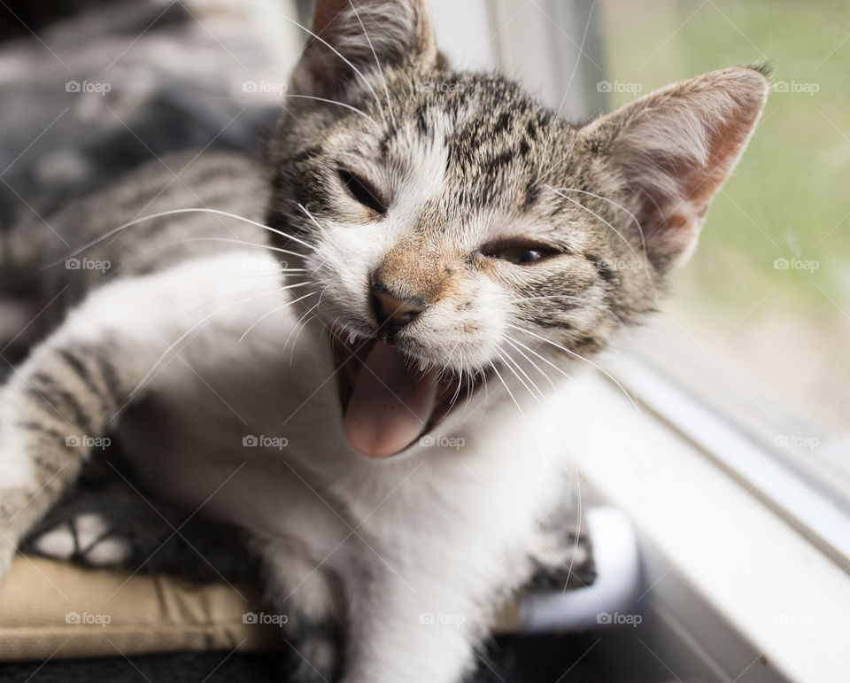 A tiny kitten yawning as she sits by a window