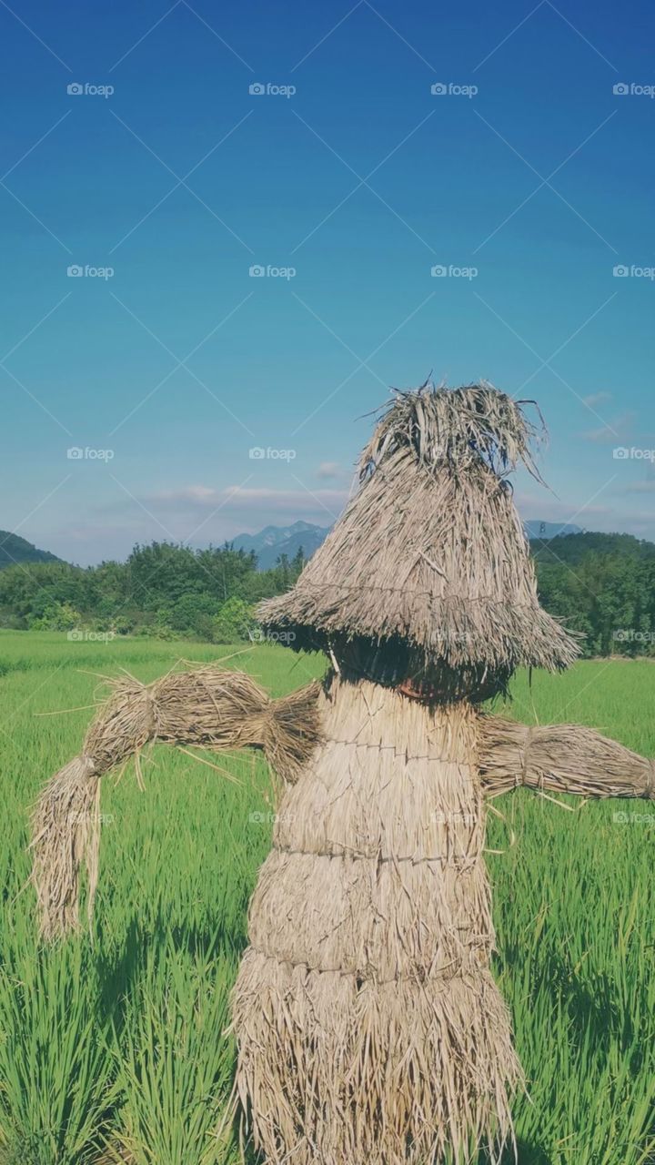 Scarecrow in the field