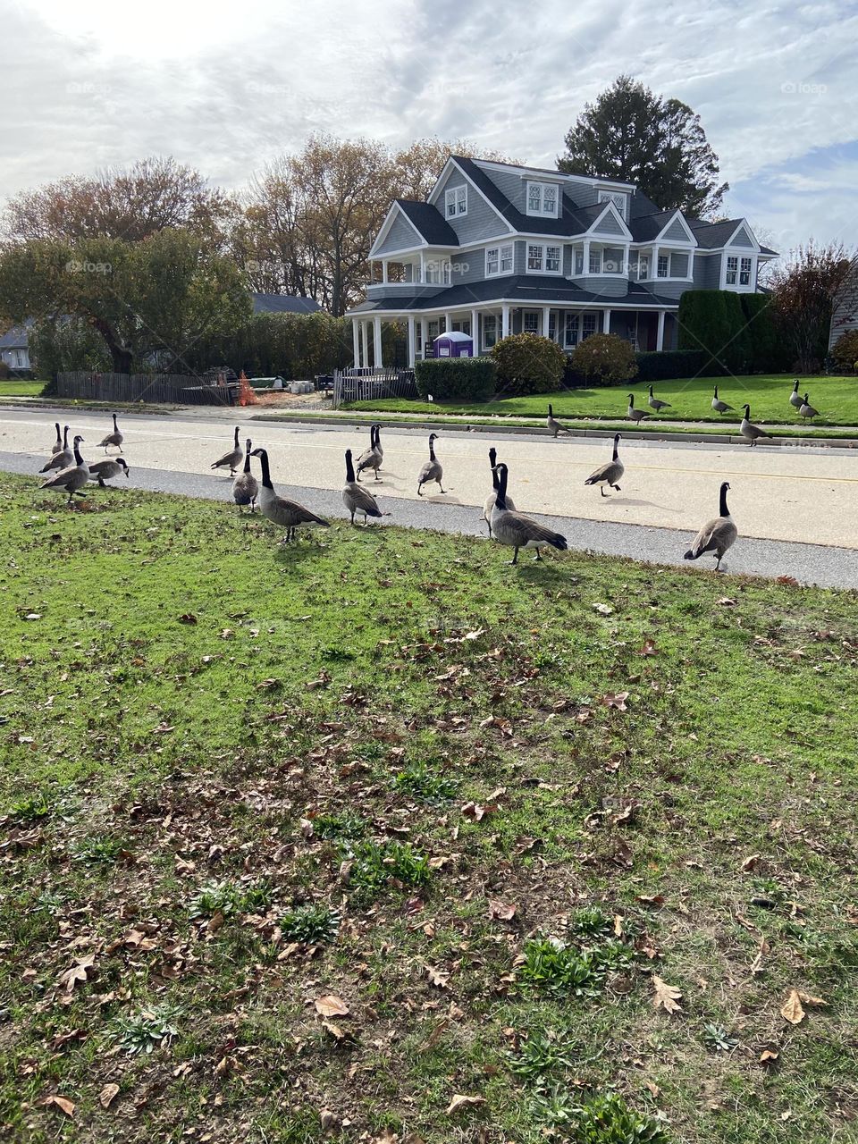 A gaggle of Canada Geese on the grass, street and sidewalk in Spring Lake, NJ. It gets treacherous when they cross the road in traffic, but all made it across safely. 