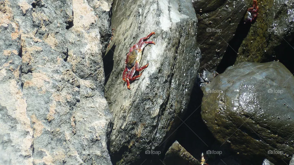 Krabbe auf Felsen