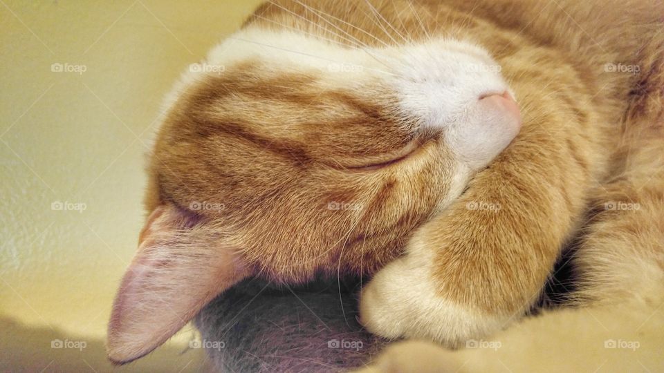 Cute cat taking a nap
