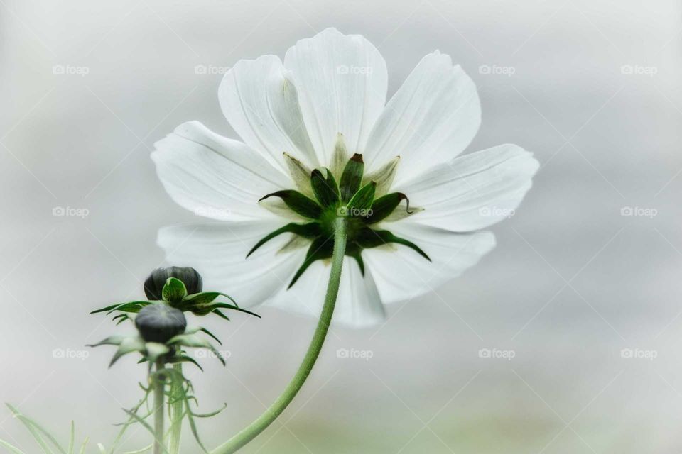 White flower
