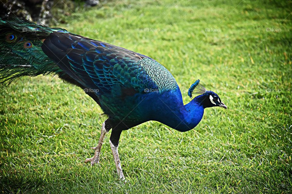 Peacock 