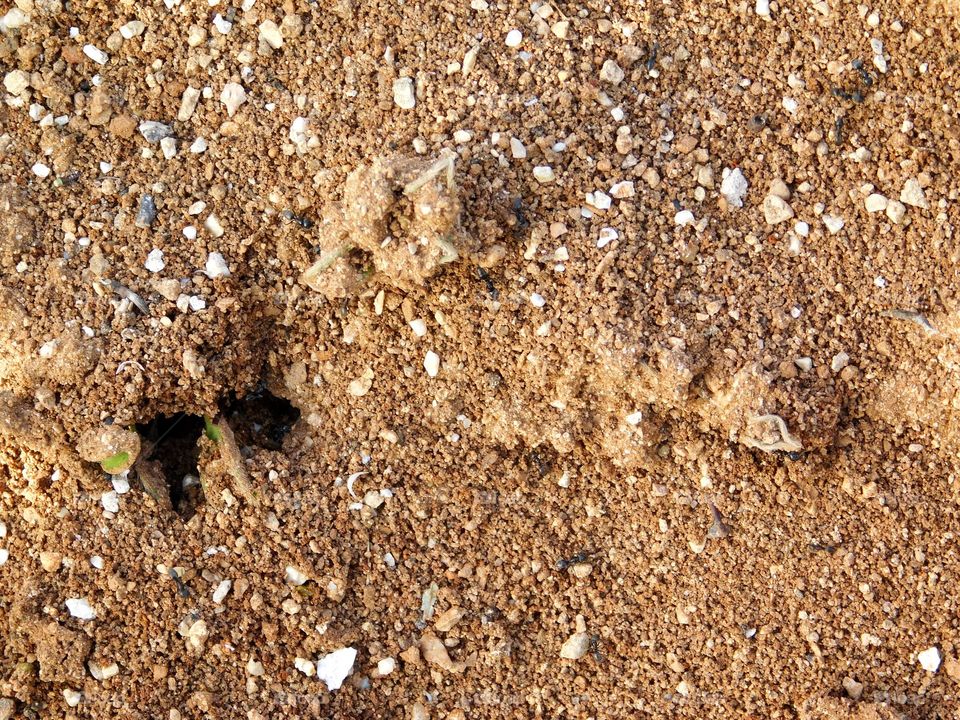 anthill