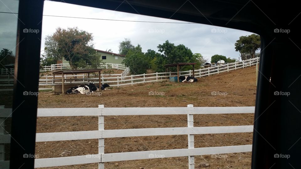 Fence, Farm, Agriculture, Livestock, Rural