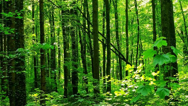 Wald im Thurgau