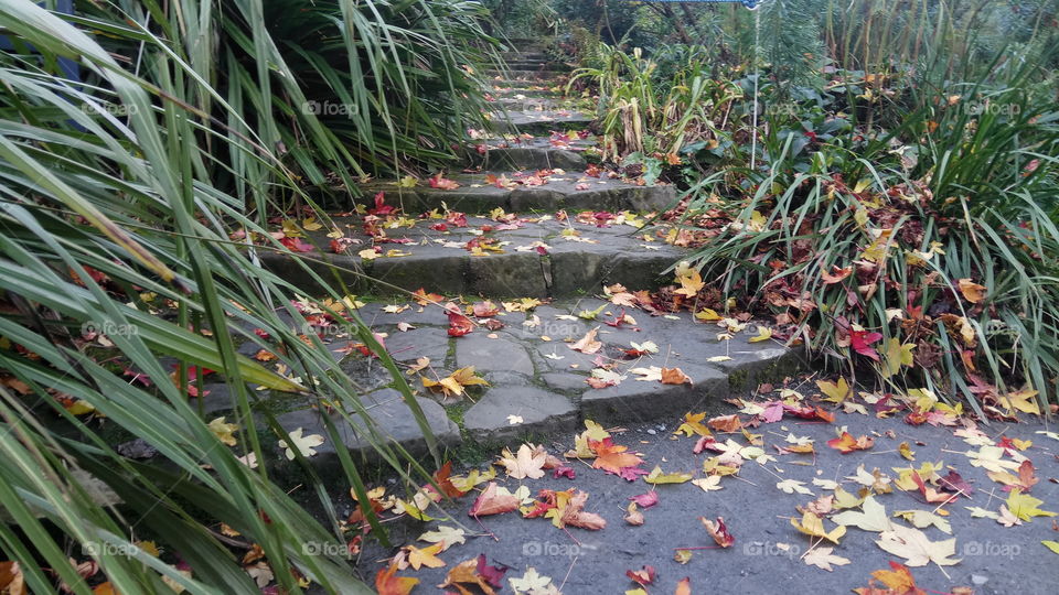 A path leading to the land of the fairies...North Ireland