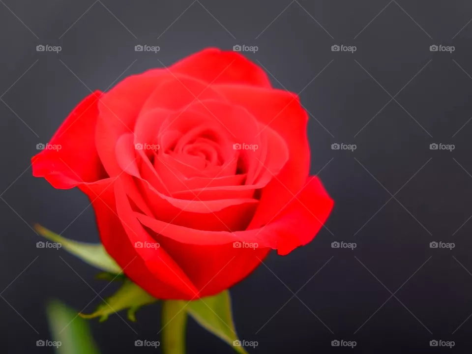 Red rose