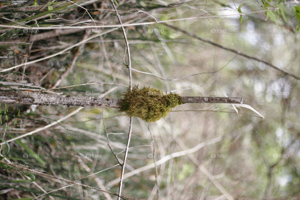 moss on a stick