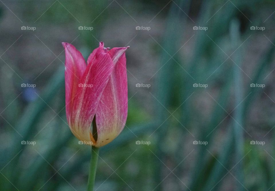 Tulip