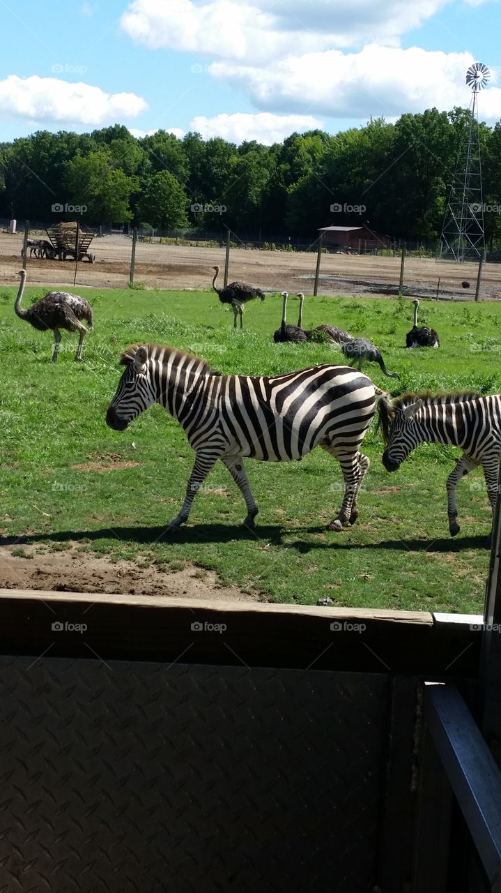 Zebra at the safari