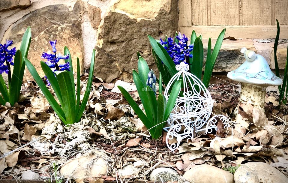 Hyacinth in Bloom