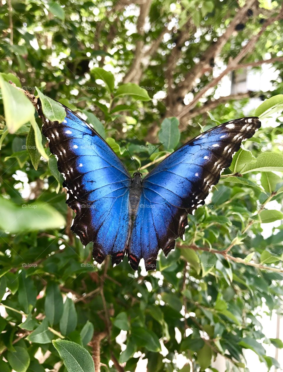 Bright Blue Butterfly