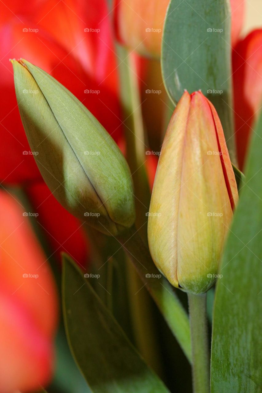 Tulips