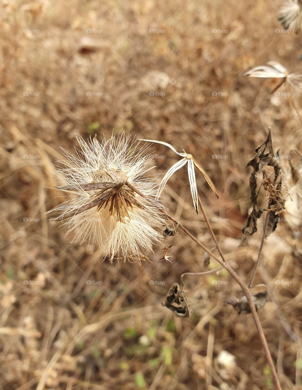 dry season