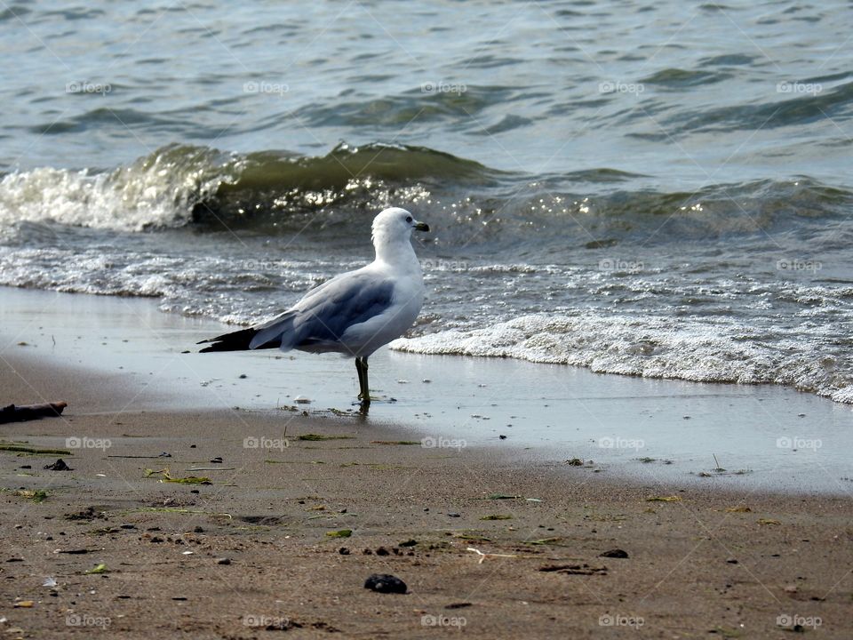 seagull