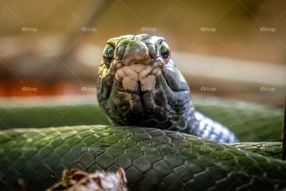 A Northern Black Racer (Coluber constrictor ssp. constrictor) keeps a cautious eye. 