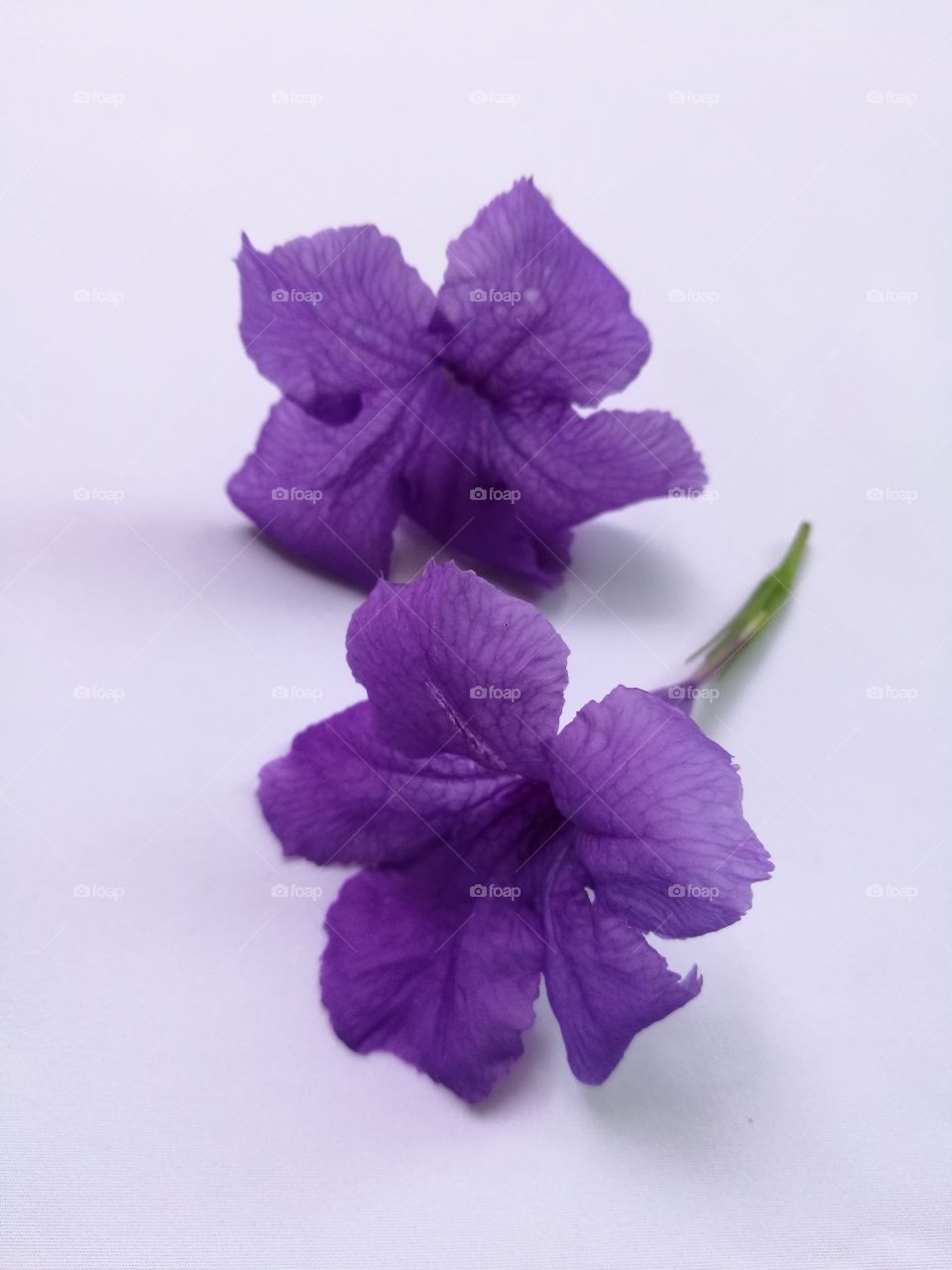 Closeup of purple flowers on white background.