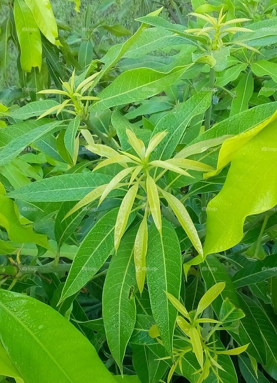 beautiful mango tree leaves wth dew