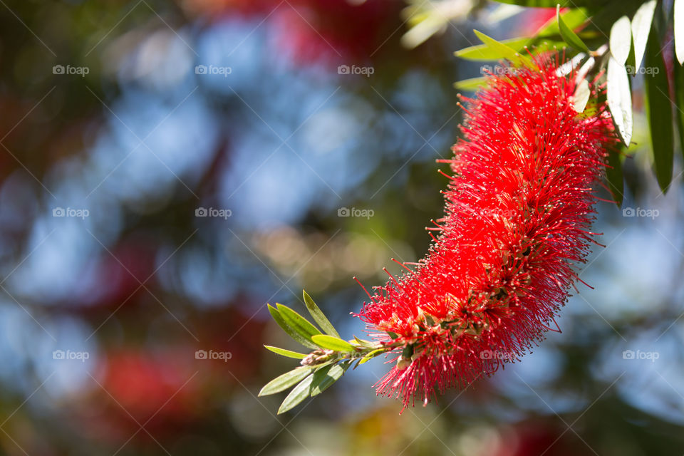 Tree, Nature, No Person, Branch, Leaf