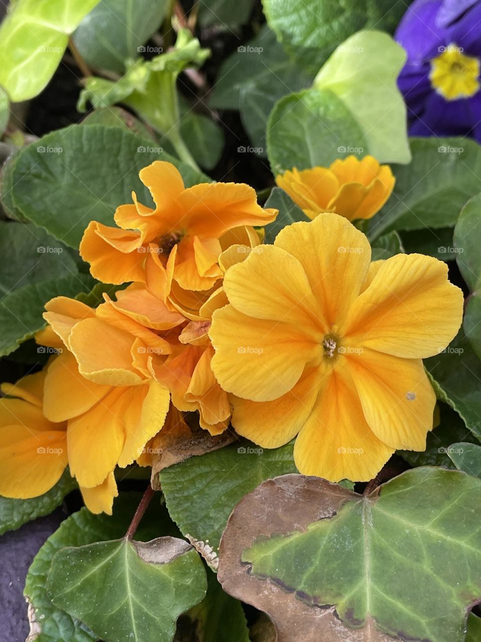 Yellow flowers in spring