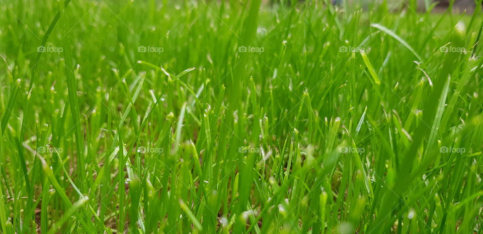 Grass