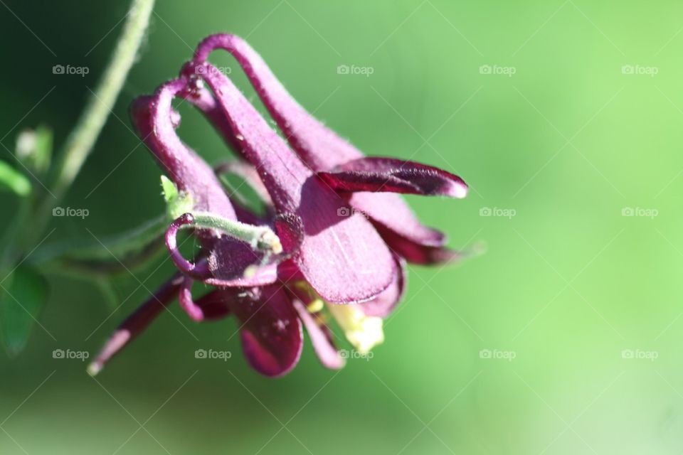 Purple flower