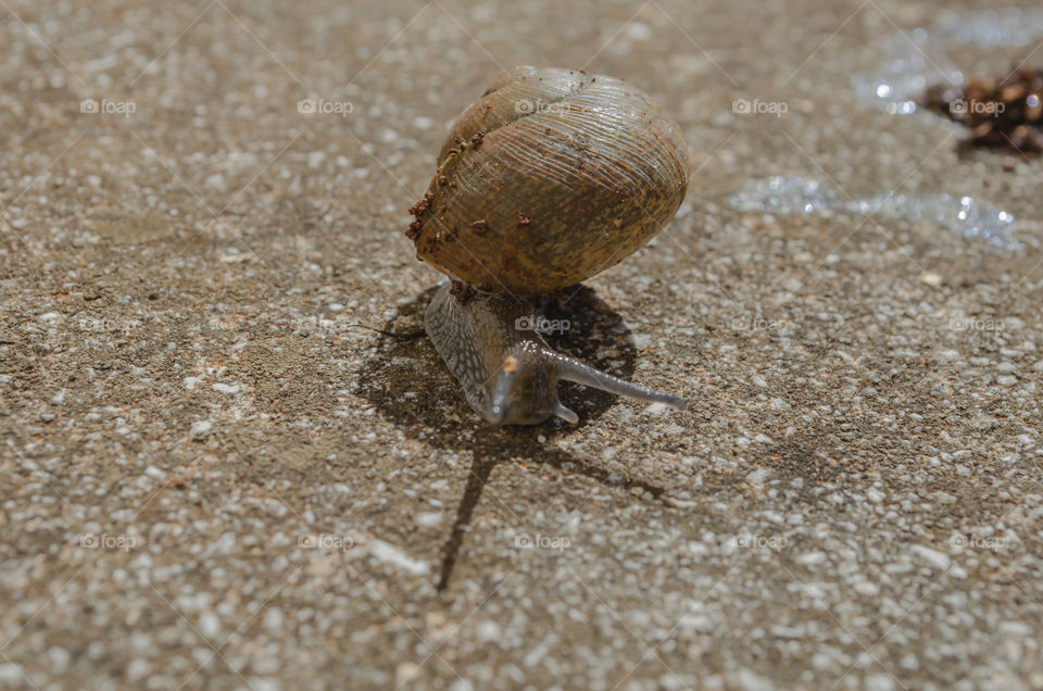 Facing Shell Snail