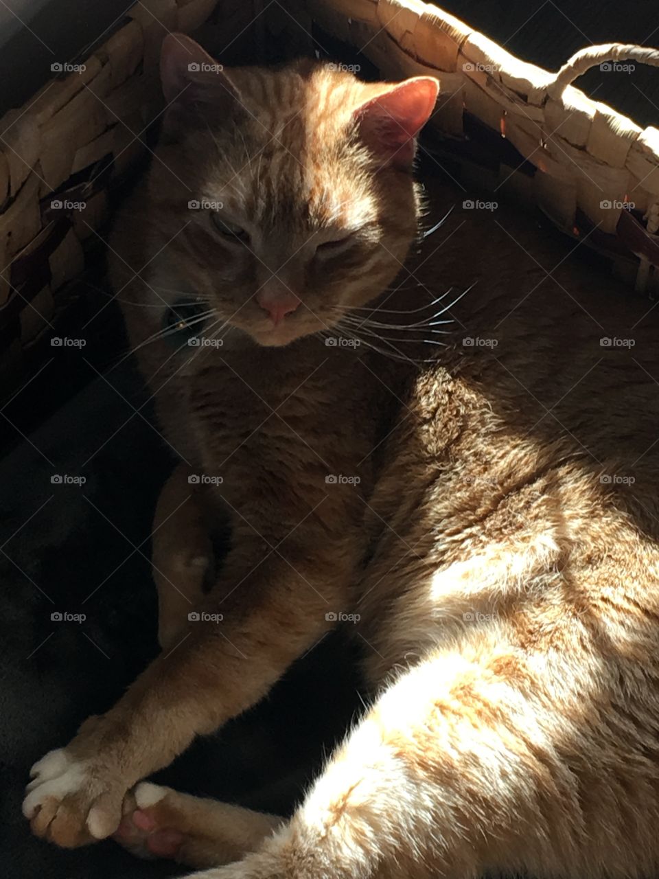 Just a cat in a box in the sun 