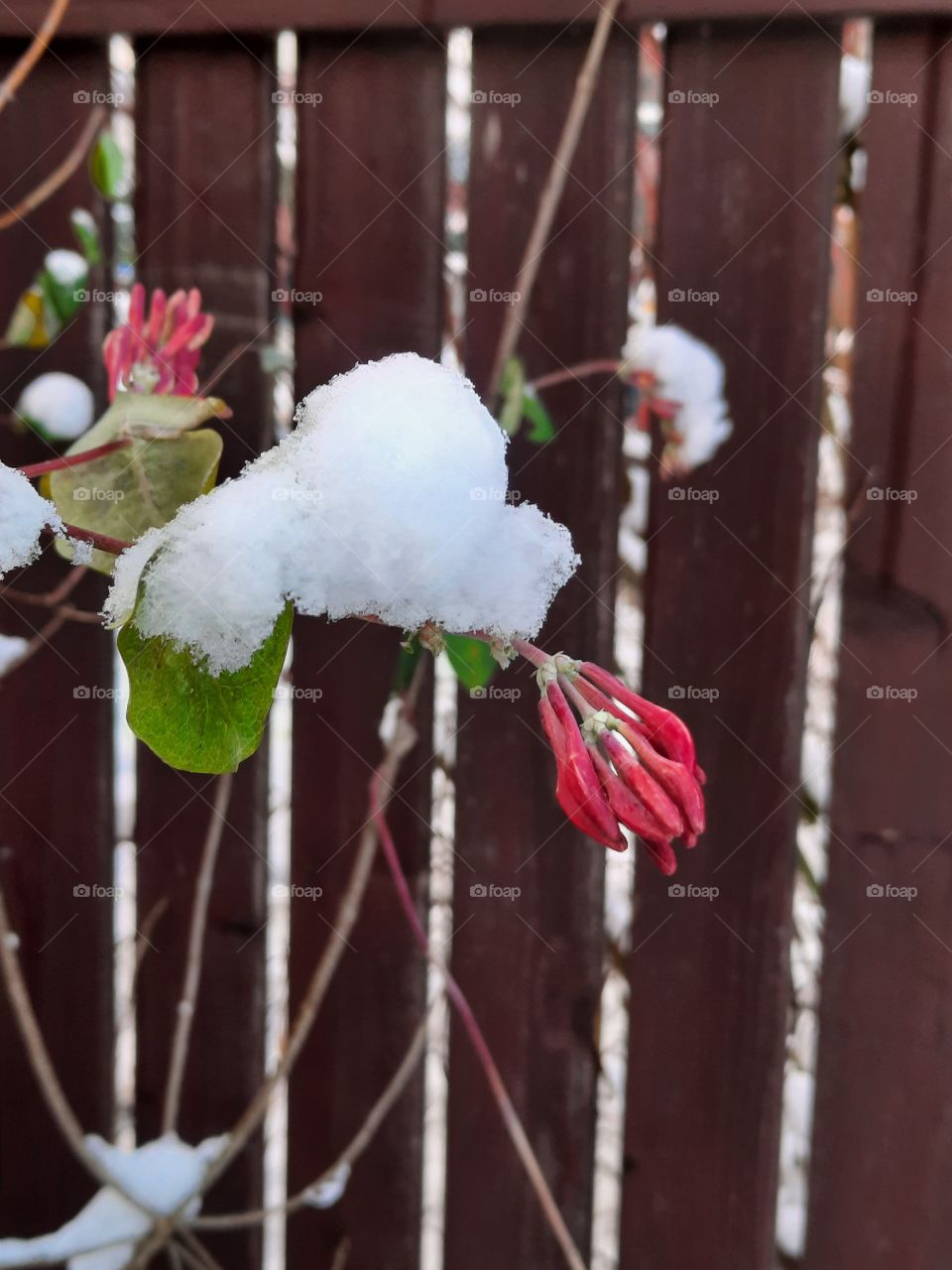 winter garden  with  pink flower buds of  honeysuckle covered with snow