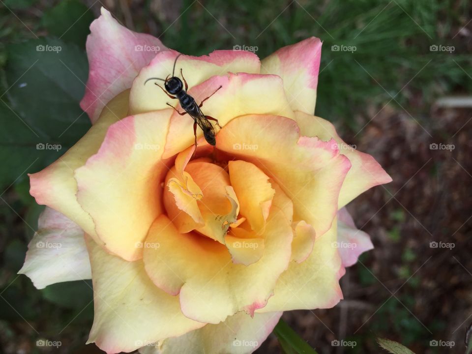 Yellow and pink rose