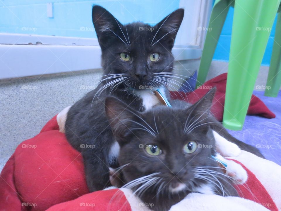 Two black and white kittens 