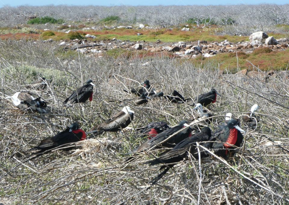 Frigate birds nesting, Galapagos