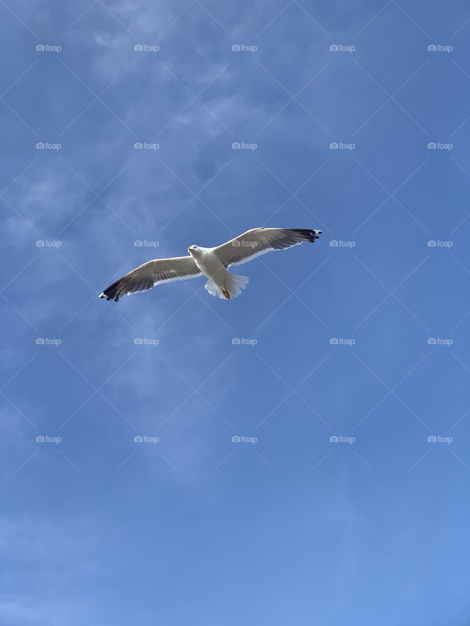 Soaring bird in the sky