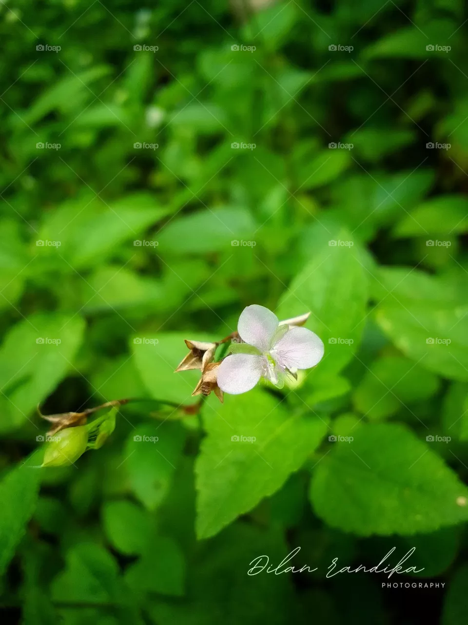 Natural flower sri