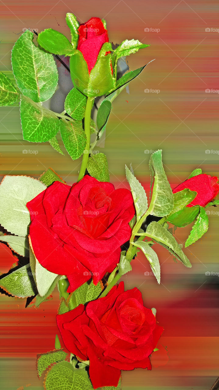 Symbol of Love - The Beautiful Rose