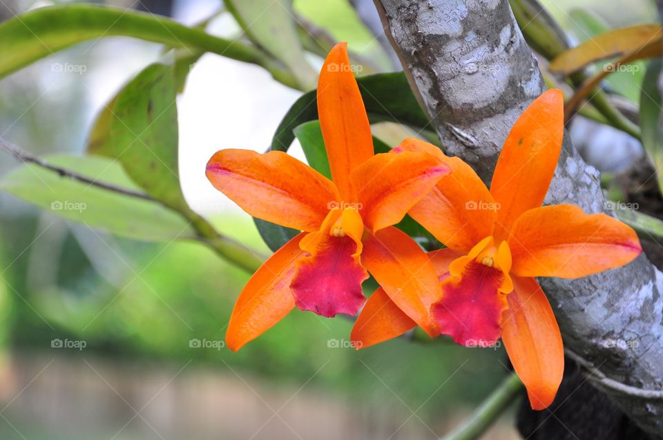 Nature, Flower, Leaf, Flora, Tropical