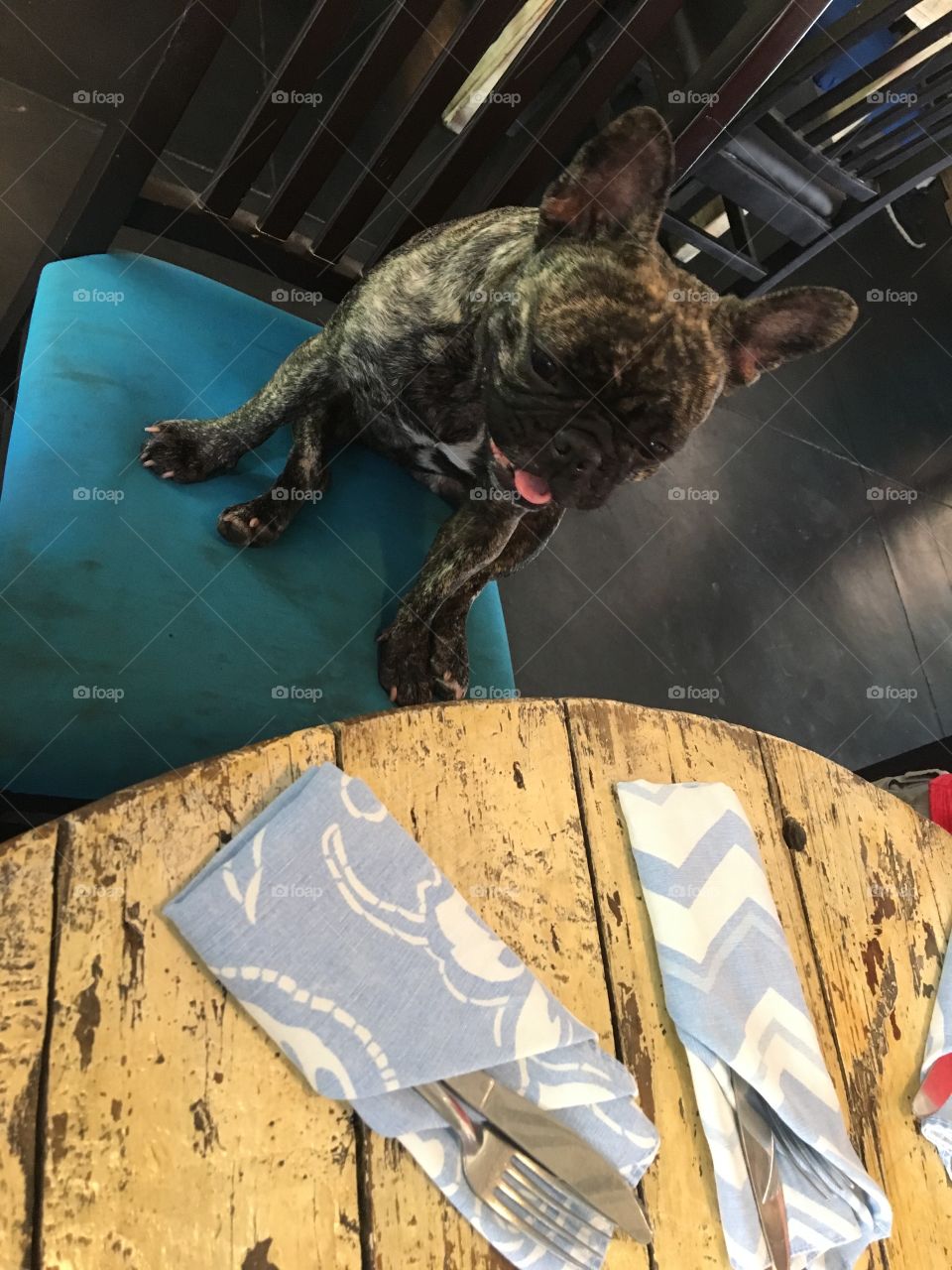 Doggy wants to eat too